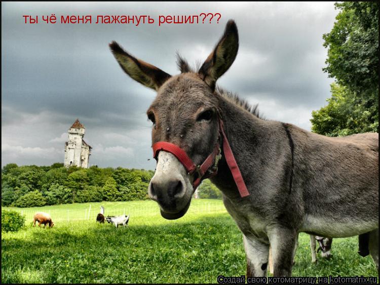 ты чё меня лажануть решил???... Котоматрица: ты чё меня лажануть решил???
