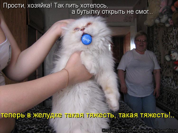 Прости, хозяйка! Так пить хотелось, а бутылку открыть не смог... теперь в желудке такая тяжесть, така... Котоматрица: Прости, хозяйка! Так пить хотелось, а бутылку открыть не смог... теперь в желудке такая тяжесть, такая тяжесть!..