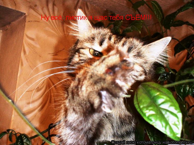 Котоматрица: Ну всё, листик я щас тебя СЪЕМ!!!