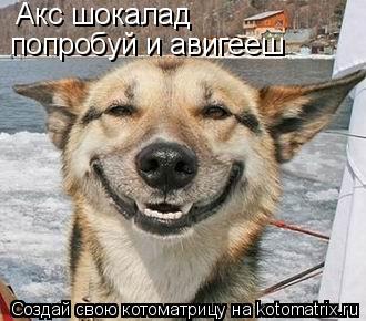 Акс шокалад попробуй и авигееш... Котоматрица: Акс шокалад попробуй и авигееш