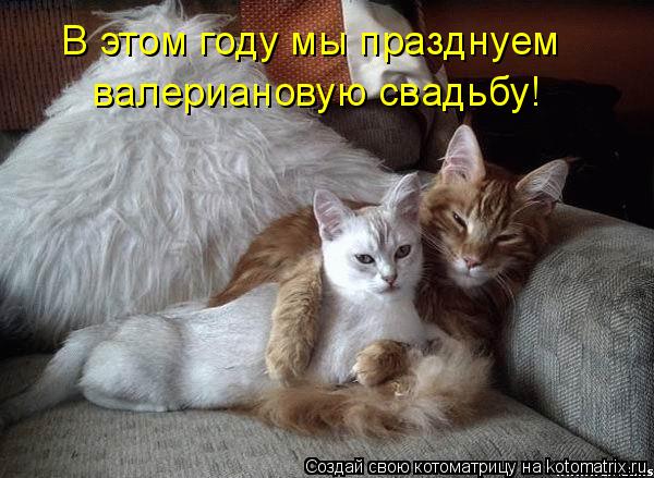В этом году мы празднуем валериановую свадьбу!... Котоматрица: В этом году мы празднуем валериановую свадьбу!