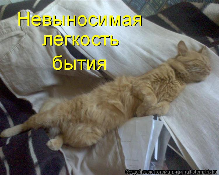 Невыносимая легкость бытия... Котоматрица: Невыносимая легкость бытия