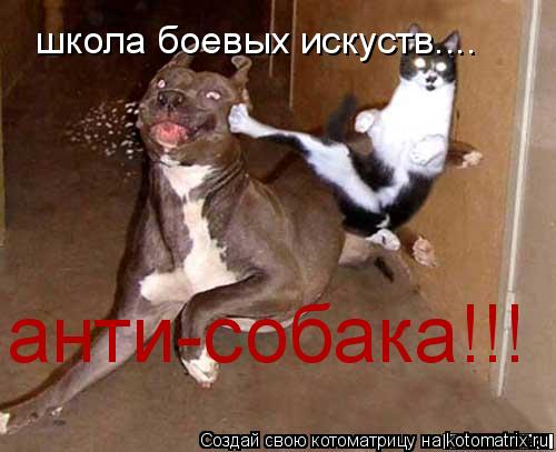 школа боевых искуств.... анти-собака!!!... Котоматрица: школа боевых искуств.... анти-собака!!!