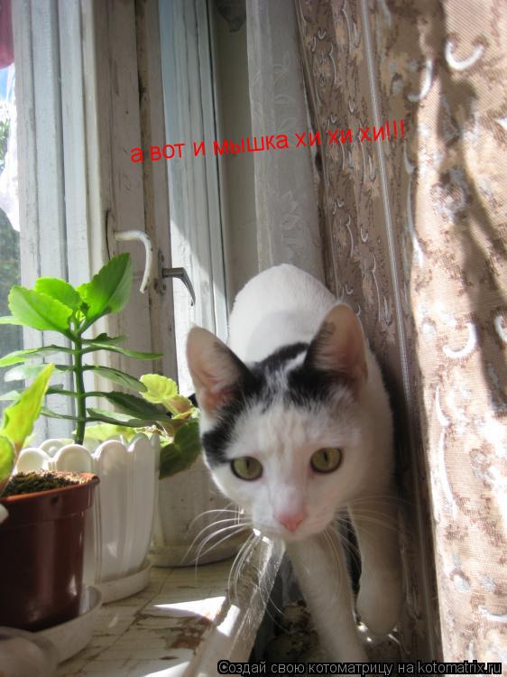 а вот и мышка хи хи хи!!!... Котоматрица: а вот и мышка хи хи хи!!!