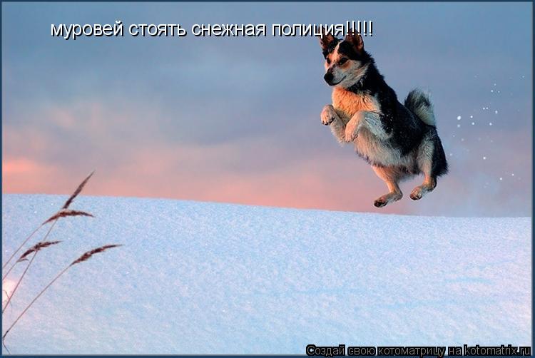 муровей стоять снежная полиция!!!!!... Котоматрица: муровей стоять снежная полиция!!!!!