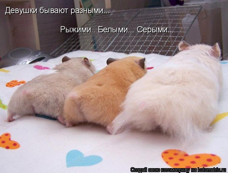 Девушки бывают разными... Рыжими.. Белыми... Серыми...... Котоматрица: Девушки бывают разными... Рыжими.. Белыми... Серыми...