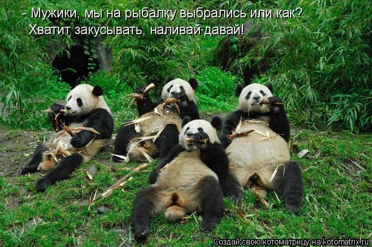 - Мужики, мы на рыбалку выбрались или как? Хватит закусывать, наливай давай!... Котоматрица: - Мужики, мы на рыбалку выбрались или как? Хватит закусывать, наливай давай!
