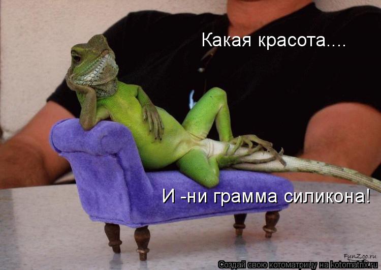 Какая красота.... И -ни грамма силикона!... Котоматрица: Какая красота.... И -ни грамма силикона!