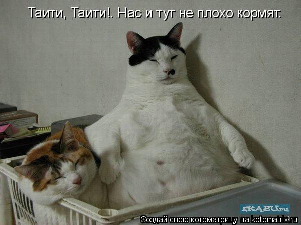Таити, Таити!. Нас и тут не плохо кормят.... Котоматрица: Таити, Таити!. Нас и тут не плохо кормят.