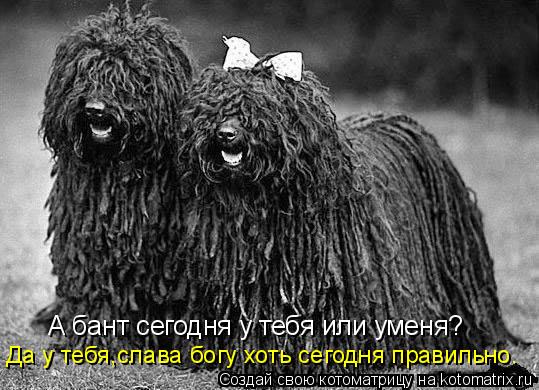 А бант сегодня у тебя или уменя? Да у тебя,слава богу хоть сегодня правильно.... Котоматрица: А бант сегодня у тебя или уменя? Да у тебя,слава богу хоть сегодня правильно.