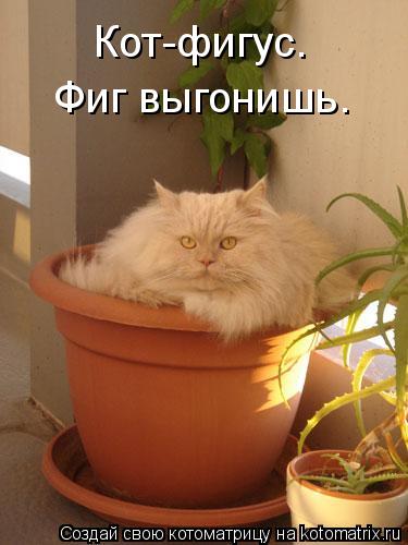 Кот-фигус. Фиг выгонишь.... Котоматрица: Кот-фигус. Фиг выгонишь.