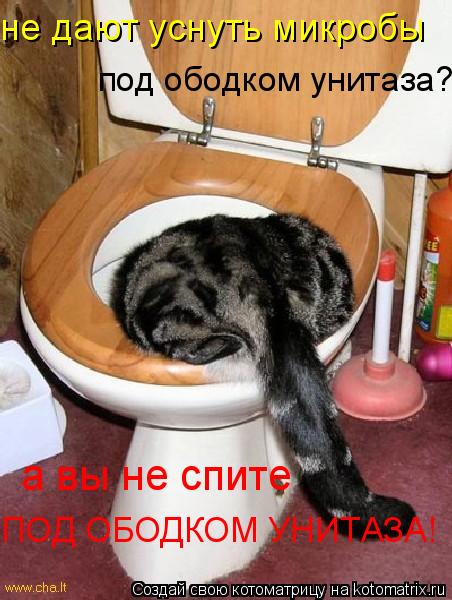 под ободком унитаза? а вы не спите ПОД ОБОДКОМ УНИТАЗА! не дают уснуть микробы... Котоматрица: под ободком унитаза? а вы не спите ПОД ОБОДКОМ УНИТАЗА! не дают уснуть микробы