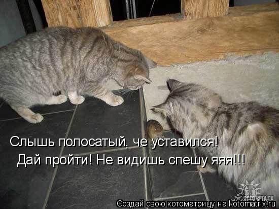 Слышь полосатый, че уставился! Дай пройти! Не видишь спешу яяя!!!... Котоматрица: Слышь полосатый, че уставился! Дай пройти! Не видишь спешу яяя!!!