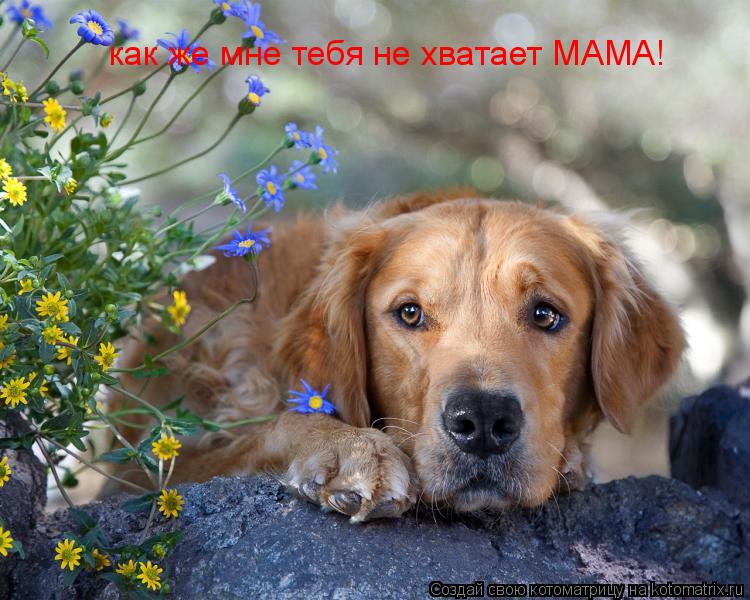 как же мне тебя не хватает МАМА!... Котоматрица: как же мне тебя не хватает МАМА!
