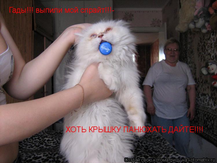 Гады!!! выпили мой спрайт!!!- ХОТЬ КРЫШКУ ПАНЮХАТЬ ДАЙТЕ!!!!... Котоматрица: Гады!!! выпили мой спрайт!!!- ХОТЬ КРЫШКУ ПАНЮХАТЬ ДАЙТЕ!!!!
