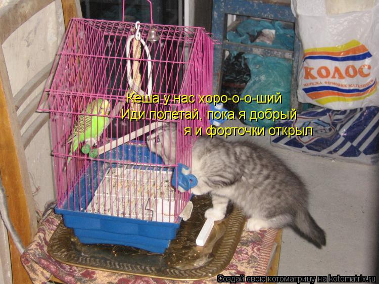 Кеша у нас хоро-о-о-ший Иди полетай, пока я добрый я и форточки открыл... Котоматрица: Кеша у нас хоро-о-о-ший Иди полетай, пока я добрый я и форточки открыл