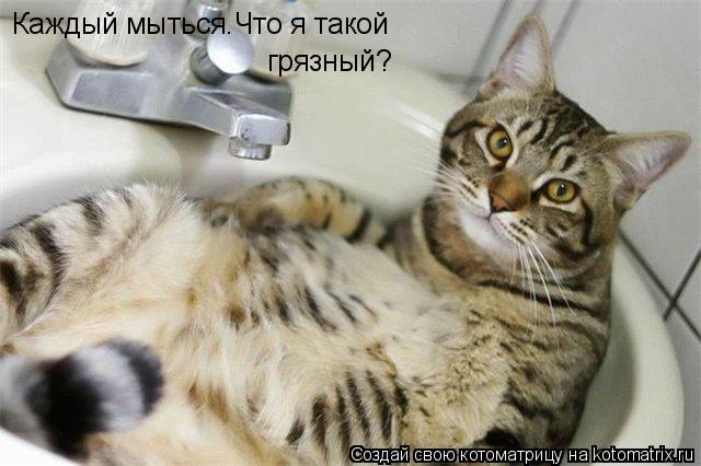 Каждый мыться.Что я такой грязный?... Котоматрица: Каждый мыться.Что я такой грязный?