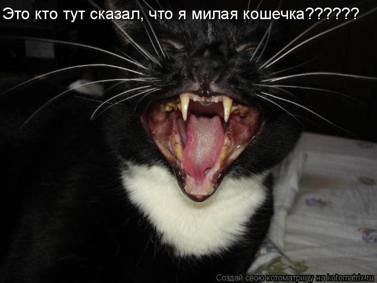 Это кто тут сказал, что я милая кошечка??????... Котоматрица: Это кто тут сказал, что я милая кошечка??????