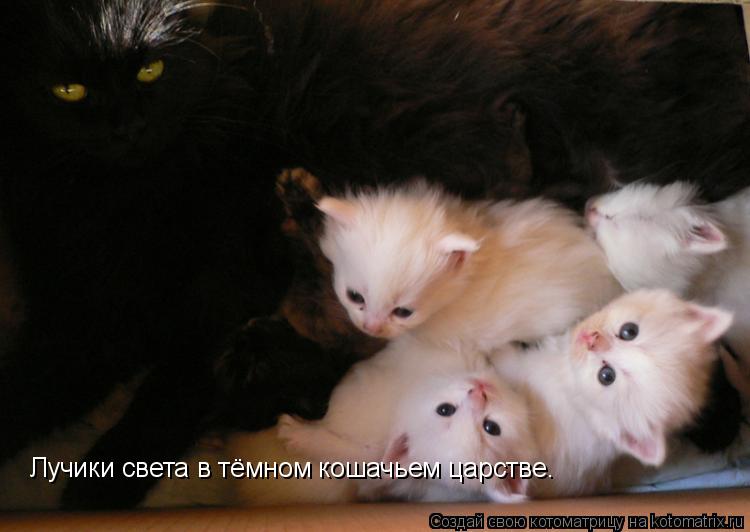 Лучики света в тёмном кошачьем царстве.... Котоматрица: Лучики света в тёмном кошачьем царстве.