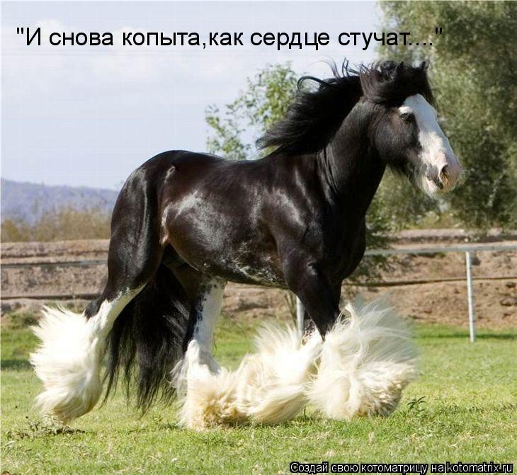 "И снова копыта,как сердце стучат...."... Котоматрица: "И снова копыта,как сердце стучат...."