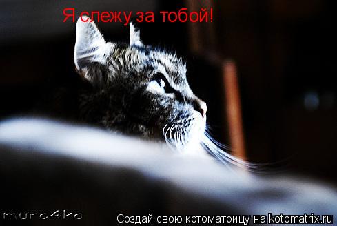 Котоматрица: Я слежу за тобой!