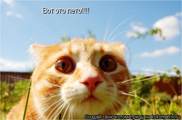 Вот это лето!!!!... Котоматрица: Вот это лето!!!!