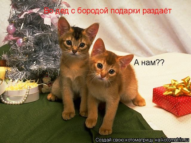 Во дед с бородой подарки раздаёт А нам??... Котоматрица: Во дед с бородой подарки раздаёт А нам??