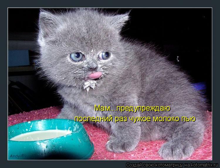 Мам...предупреждаю последний раз чужое молоко пью... Котоматрица: Мам...предупреждаю последний раз чужое молоко пью
