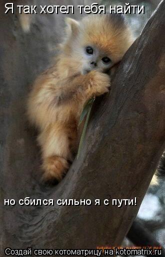 Котоматрица: Я так хотел тебя найти но сбился сильно я с пути!