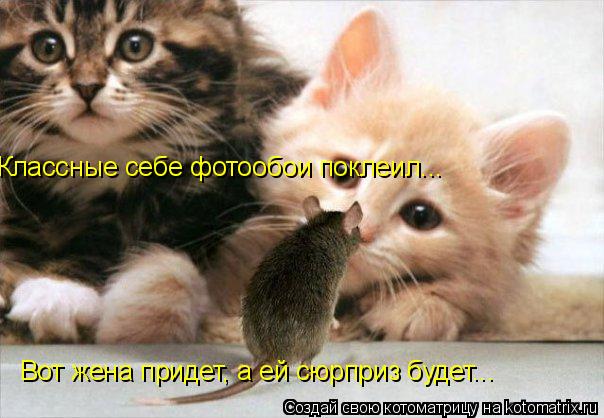 Классные себе фотообои поклеил... Вот жена придет, а ей сюрприз будет...... Котоматрица: Классные себе фотообои поклеил... Вот жена придет, а ей сюрприз будет...