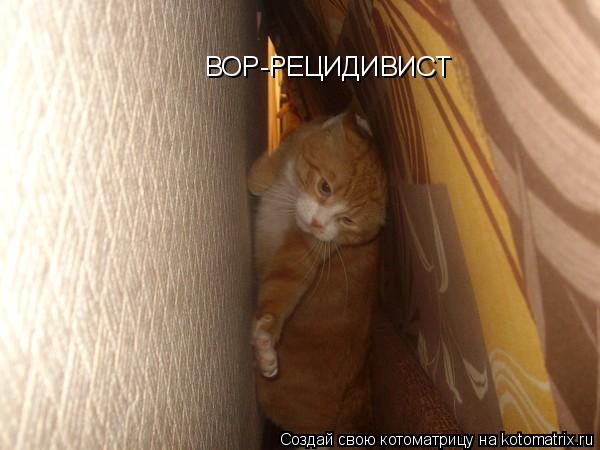 ВОР-РЕЦИДИВИСТ... Котоматрица: ВОР-РЕЦИДИВИСТ
