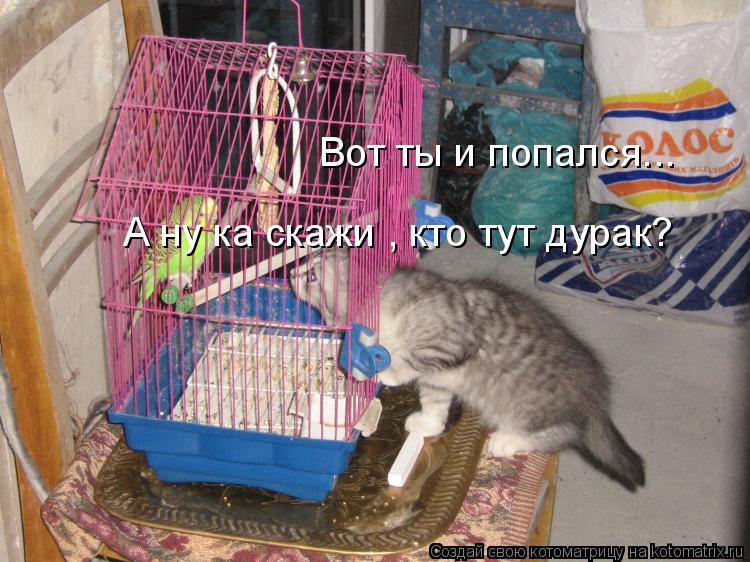 Вот ты и попался... А ну ка скажи , кто тут дурак?... Котоматрица: Вот ты и попался... А ну ка скажи , кто тут дурак?