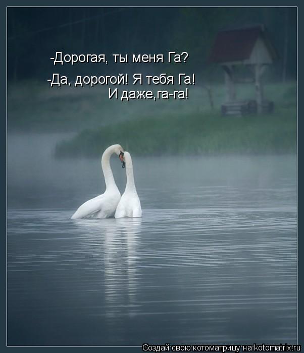 -Дорогая, ты меня Га? -Да, дорогой! Я тебя Га! И даже,га-га!... Котоматрица: -Дорогая, ты меня Га? -Да, дорогой! Я тебя Га! И даже,га-га!