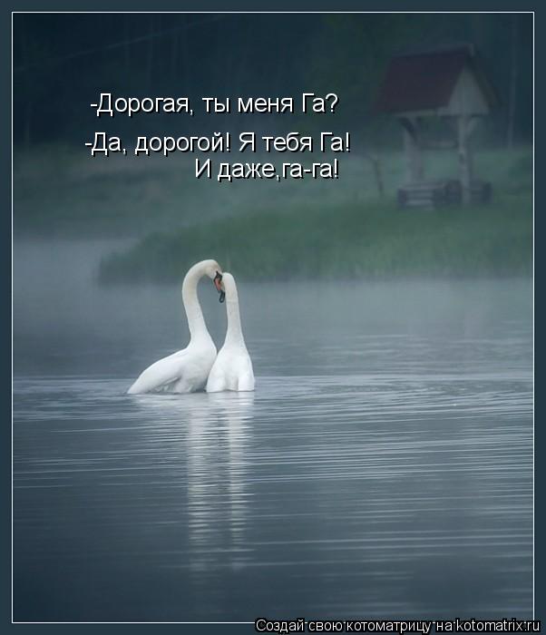 Котоматрица: -Дорогая, ты меня Га? -Да, дорогой! Я тебя Га! И даже,га-га!