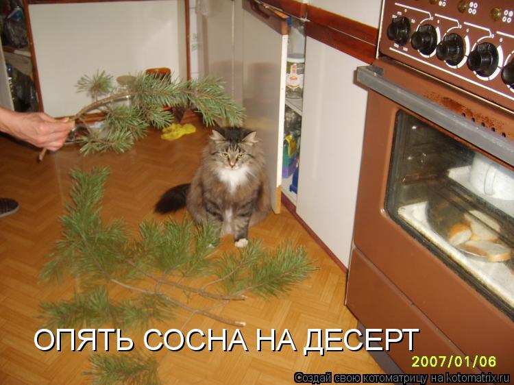 ОПЯТЬ СОСНА НА ДЕСЕРТ... Котоматрица: ОПЯТЬ СОСНА НА ДЕСЕРТ