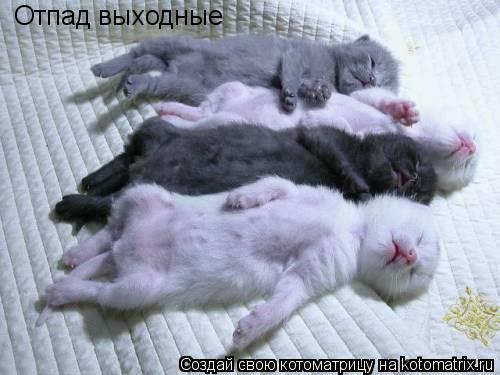 Котоматрица: Отпад выходные