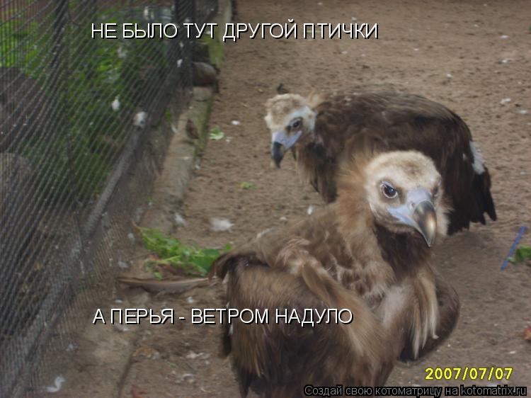 НЕ БЫЛО ТУТ ДРУГОЙ ПТИЧКИ А ПЕРЬЯ - ВЕТРОМ НАДУЛО... Котоматрица: НЕ БЫЛО ТУТ ДРУГОЙ ПТИЧКИ А ПЕРЬЯ - ВЕТРОМ НАДУЛО