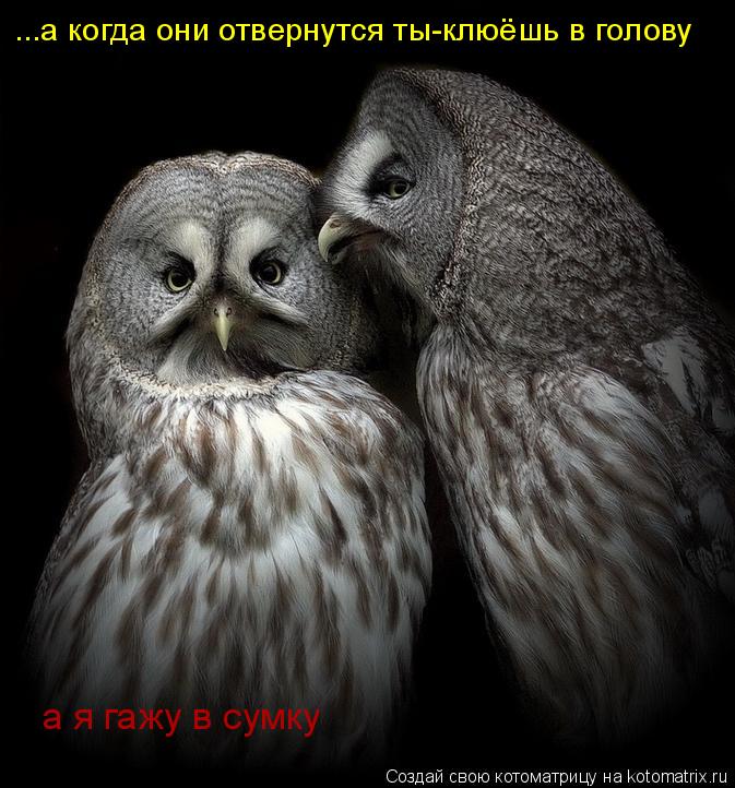 ...а когда они отвернутся ты-клюёшь в голову а я гажу в сумку... Котоматрица: ...а когда они отвернутся ты-клюёшь в голову а я гажу в сумку