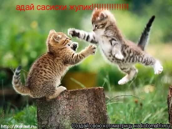 адай сасиски жулик!!!!!!!!!!!!!!!... Котоматрица: адай сасиски жулик!!!!!!!!!!!!!!!
