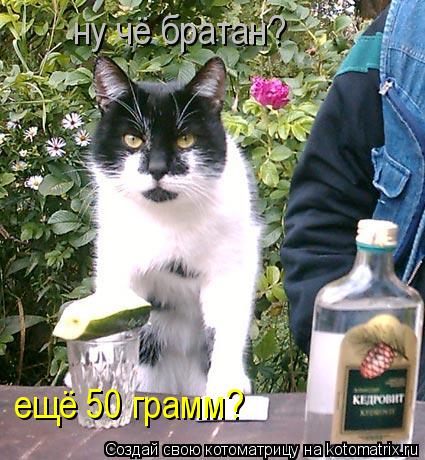 ну чё братан? ещё 50 грамм?... Котоматрица: ну чё братан? ещё 50 грамм?
