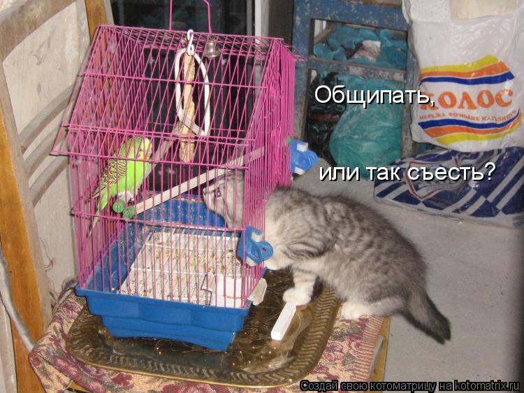 Котоматрица: Общипать,  или так съесть?