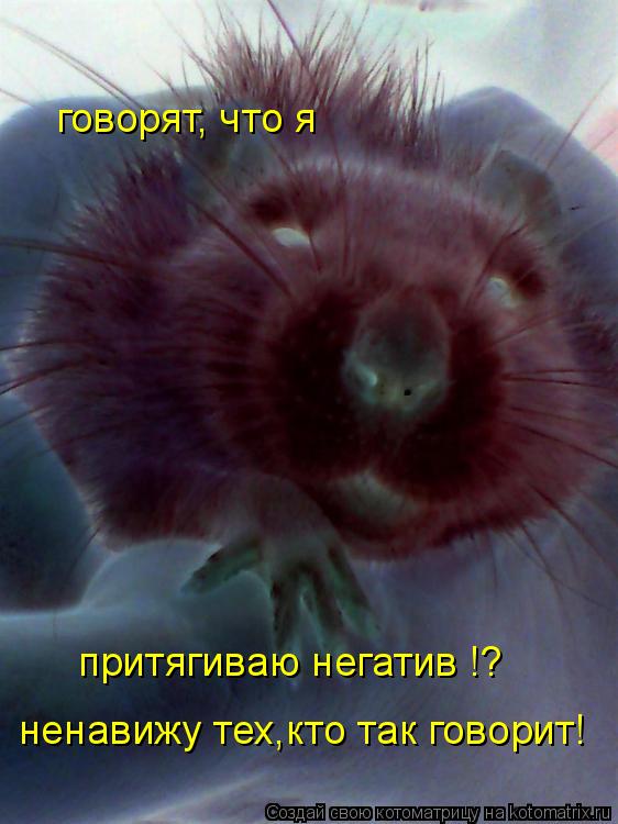 говорят, что я притягиваю негатив !? ненавижу тех,кто так говорит!... Котоматрица: говорят, что я притягиваю негатив !? ненавижу тех,кто так говорит!