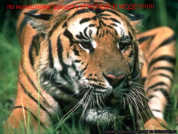 по нынешнему сдандрту КРАСНЫЙ В МОДЕ!!!!!!!!!... Котоматрица: по нынешнему сдандрту КРАСНЫЙ В МОДЕ!!!!!!!!!