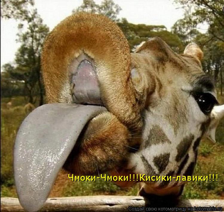 Чмоки-Чмоки!!!Кисики-лавики!!!... Котоматрица: Чмоки-Чмоки!!!Кисики-лавики!!!