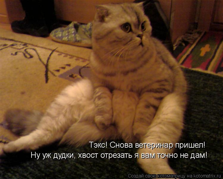 Тэкс! Снова ветеринар пришел! Ну уж дудки, хвост отрезать я вам точно не дам!... Котоматрица: Тэкс! Снова ветеринар пришел! Ну уж дудки, хвост отрезать я вам точно не дам!