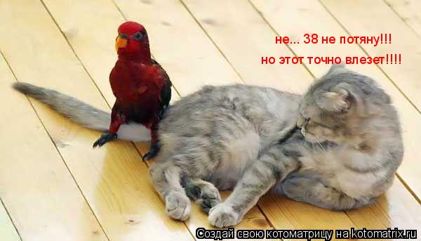 не... 38 не потяну!!! но этот точно влезет!!!!... Котоматрица: не... 38 не потяну!!! но этот точно влезет!!!!