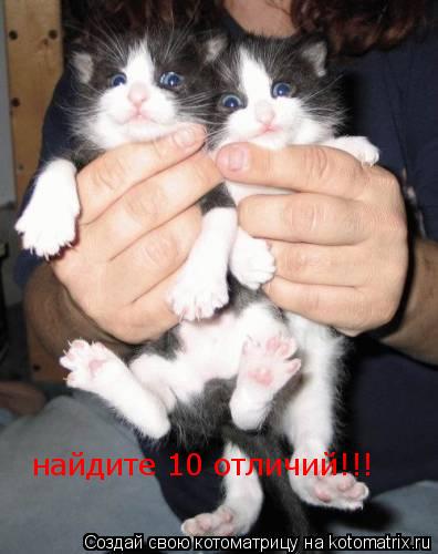 найдите 10 отличий!!!... Котоматрица: найдите 10 отличий!!!