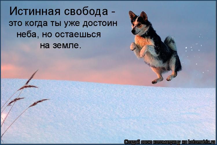 Истинная свобода - это когда ты уже достоин неба, но остаешься на земле.... Котоматрица: Истинная свобода - это когда ты уже достоин неба, но остаешься на земле.