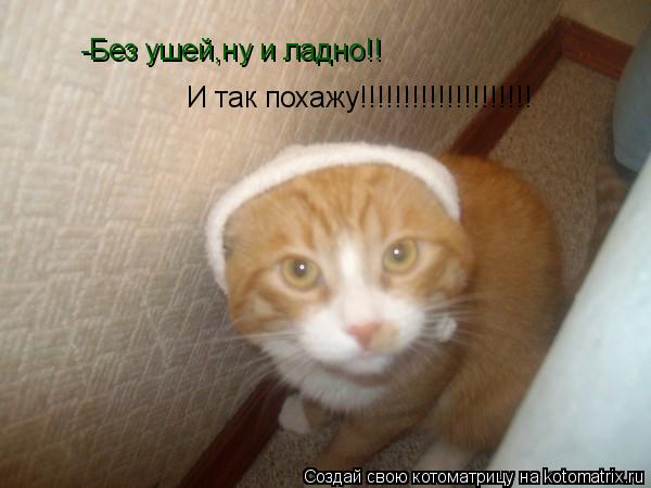 -Без ушей,ну и ладно!! И так похажу!!!!!!!!!!!!!!!!!!!!... Котоматрица: -Без ушей,ну и ладно!! И так похажу!!!!!!!!!!!!!!!!!!!!