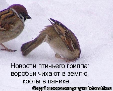воробьи чихают в землю воробьи чихают в землю, Новости птичьего гриппа: Новости птичьего гриппа: крот... Котоматрица: воробьи чихают в землю воробьи чихают в землю, Новости птичьего гриппа: Новости птичьего гриппа: кроты в панике.